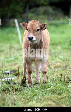 Portrait de veau Aubrac Banque D'Images