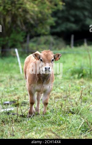 Portrait de veau Aubrac Banque D'Images