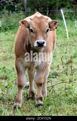 Portrait de veau Aubrac Banque D'Images