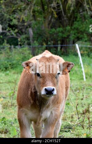 Portrait de veau Aubrac Banque D'Images