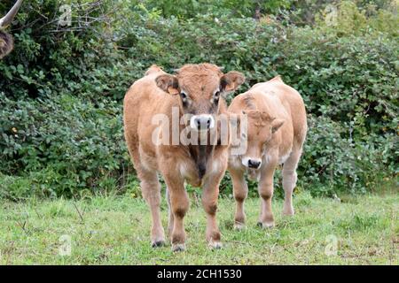 Portrait de veau Aubrac Banque D'Images