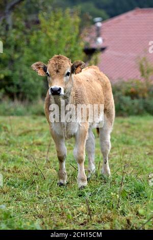 Portrait de veau Aubrac Banque D'Images