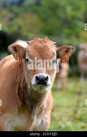 Portrait de veau Aubrac Banque D'Images