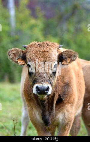 Portrait de veau Aubrac Banque D'Images