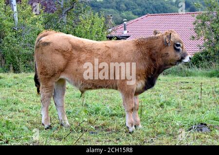 Portrait de veau Aubrac Banque D'Images