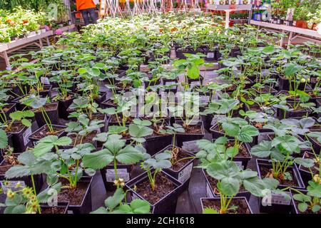 Moscou, Russie - 1er juin 2020 : intérieur du magasin OBI. Vente de semis de fraise. Jeunes plants de fraises vertes dans les étals à vendre dans le TH Banque D'Images