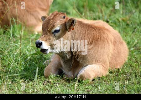 Portrait de veau Aubrac Banque D'Images