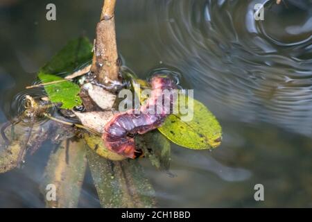 La chenille de l'borateur de saule flotte sur la surface d'un étang Banque D'Images