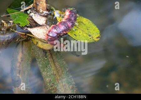 La chenille de l'borateur de saule flotte sur la surface d'un étang Banque D'Images