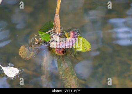 La chenille de l'borateur de saule flotte sur la surface d'un étang Banque D'Images