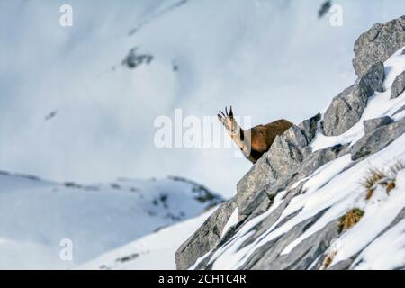 Chamois dans la neige sur les sommets du Parc National Picos de Europa en Espagne. Rebeco,Rupicapra rupicapra. Banque D'Images