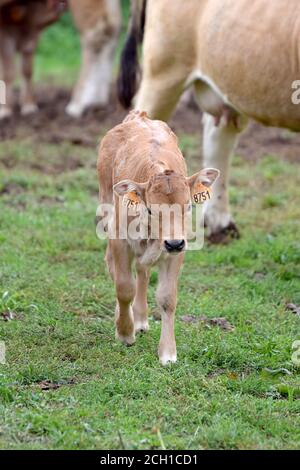 Portrait de veau Aubrac Banque D'Images