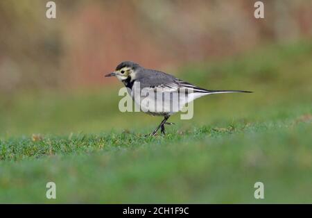 Bergeronnette pie - Motacilla alba yarrellii Banque D'Images