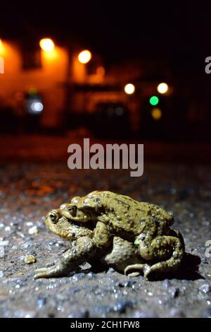 Toad commun - Bufo bufo - paire d'amplis trouvée à un point de passage de migration notoire sur une route de village très fréquentée pendant la période de migration de reproduction dans e Banque D'Images