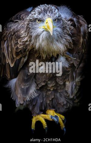 Jeune aigle à queue blanche (Haliaeetus albicilla), France Banque D'Images