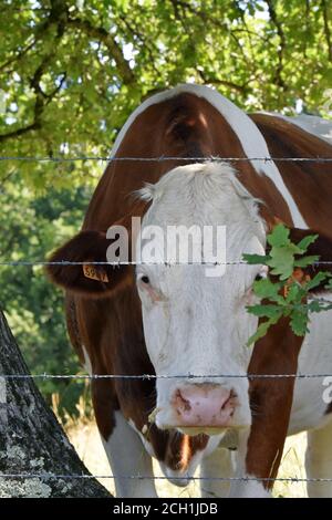 Portrait de vache Montbéliarde Banque D'Images