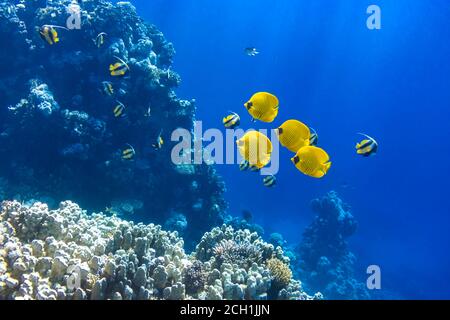 Le butterflyfish masqué (Chaetodon semilarvatus) dans l'océan près de Coral Reef. Poisson tropical coloré avec rayures noires et jaunes dans la mer Rouge. Rayons de L Banque D'Images