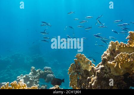 Shool de poissons tropicaux rayés bleus dans l'océan près du récif de corail. Caesio striata (Fusilier strié) nageant profondément sous l'eau dans la mer Rouge. Bleu clair Banque D'Images