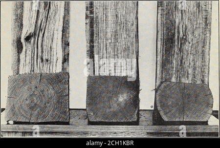 . Expériences dans le traitement conservateur des traverses de chêne rouge et d'érable dur . N° d'attache 1016. N° d'attache 1003. N° d'attache 1021. Figure 2.—sections de liens d'érable dur traitées par le procédé de créosote-zinc-chlorure à deux mouvements. 126, Forest Service, Département de l'agriculture des États-Unis. Plaque VIM.. N° d'attache 648. N° d'attache 689. N° d'attache 616. Figure 1.—sections de cravates en chêne rouge traitées avec du pétrole de la maison de gaz. Banque D'Images