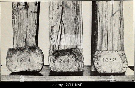 . Expériences dans le traitement conservateur des traverses de chêne rouge et d'érable dur . N° d'attache 434. N° d'attache 4S7. N° d'attache 467. Figure 2.—sections de liens d'érable dur traitées par le procédé de rupling. Bui. 126, Forest Service, Département de l'agriculture des États-Unis. Plaque VI. N° d'attache 1204. N° d'attache 1244. N° d'attache 1232. FIQ. 1.—sections de cravates en chêne rouge traitées par le processus de la carte. Banque D'Images