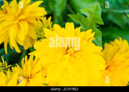 Jaune vif vivace doré, plante à double fleur de Rudbeckia laciniata. Rudbeckia laciniata fleurs jaunes dans le jardin à proximité Banque D'Images