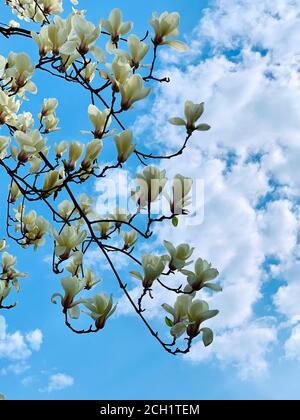 Magnifiques fleurs de magnolia sur les nuages bleus ciel. Fleurs blanches printanières dans le jardin botanique. Grande fleur parfumée. Magnolia grandiflora fleurit la scène Banque D'Images