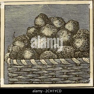. Catalogue mi-été : 1896, pour les semis d'été, les plants de fraise en pot, les plants de chou et de chou-fleur, le céleri et d'autres végétaux, pour les semis d'été, les graines de légumes, les navets, la ruta baga, le mangel et les graines de ferme, l'essentiel de pelouse, les insecticides, les fongicides et les outils pour l'application . nous et endurcis à la chaleur et sans froid blessures, très productifs. Fruit très grand, léger, cramoisi, ferme et de bonne qualité. Une rentabilité et la reliablevariety pour le marché ou la maison. (Voir coupe.) Prix, (pot-grogneries) 50c. le doz., 3.50 $ par 100. Le ShucklessStrawberry. (Bisexuel: Mi-mer Banque D'Images