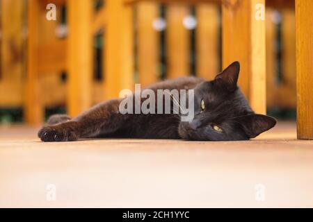 chat noir couché et reposant à l'extérieur sur le sol de la terrasse Banque D'Images