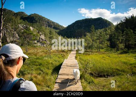 Des femmes marchent sur le pont en bois de samoyed husky en route vers Preikestolen Norvège Banque D'Images