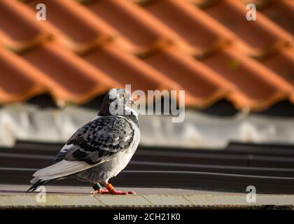 Gros plan d'un pigeon de course, d'accueil ou de messager (Columba livia domestica) sur un toit de pantile, Écosse, Royaume-Uni Banque D'Images