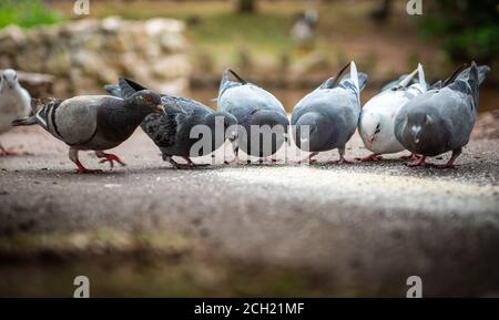 Un troupeau de pigeons s'assoient dans un demi-cercle en mangeant maïs Banque D'Images