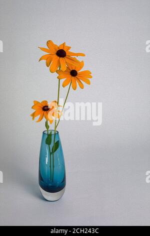 Trois Susans à yeux noirs dans un vase en verre bleu sur fond blanc. Banque D'Images