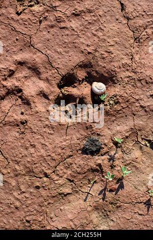 19 août 2020, Saxe-Anhalt, Mammendorf : l'empreinte d'un mammifère dans le sol argileux du pont en pierre de Mammendorf. La trace date d'environ un jour. La photo illustre comment les traces de dinosaures, qui sont régulièrement trouvés dans la carrière par les géologues du Musée d'Histoire naturelle de Magdeburg, ont été créées. L'habitat était relativement sec à cette époque, mais la région était régulièrement inondée par de fortes pluies. L'eau de pluie s'évaporait rapidement à nouveau et le sol loameux s'asséchait et pétrifié. Depuis 2016, les scientifiques sont régulièrement à la recherche de traces de dinosaures dans les pièges de la carrière. L'ic Banque D'Images