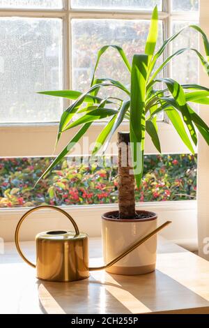 Yucca plante intérieure à côté d'un arrosoir dans un intérieur de maison ou d'appartement magnifiquement conçu. Banque D'Images