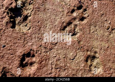 19 août 2020, Saxe-Anhalt, Mammendorf : l'empreinte d'un mammifère dans le sol argileux du pont en pierre de Mammendorf. La trace date d'environ un jour. La photo illustre comment les traces de dinosaures, qui sont régulièrement trouvés dans la carrière par les géologues du Musée d'Histoire naturelle de Magdeburg, ont été créées. L'habitat était relativement sec à cette époque, mais la région était régulièrement inondée par de fortes pluies. L'eau de pluie s'évaporait rapidement à nouveau et le sol loameux s'asséchait et pétrifié. Depuis 2016, les scientifiques sont régulièrement à la recherche de traces de dinosaures dans les pièges de la carrière. L'ic Banque D'Images