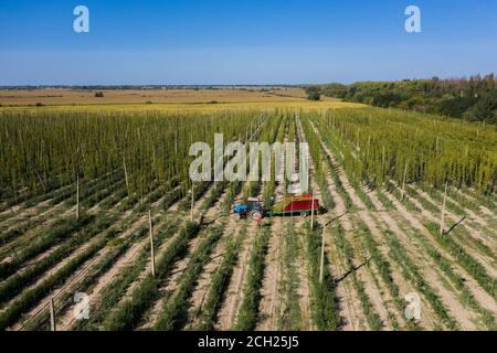 Les travailleurs récoltent du houblon dans un châssis de tracteur sur une vue aérienne de champ. Banque D'Images