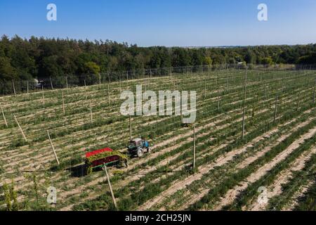 Récolte de houblon dans le champ avec vue aérienne du tracteur. Banque D'Images