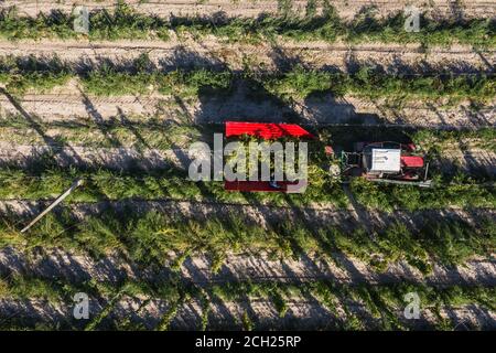 Récolte de houblon dans le champ avec une vue de dessus de l'antenne du tracteur. Banque D'Images