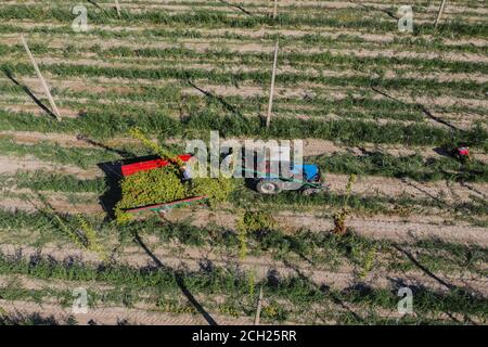 Les travailleurs agricoles récoltent du houblon dans la vue aérienne du champ. Banque D'Images