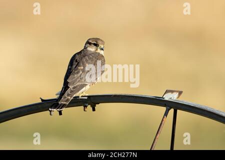 Un petit faucon merlin perché sur une roue d'irrigation dans le nord de l'Idaho. Banque D'Images