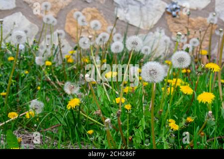 Une plaque de pissenlits blancs et jaunes dans l'herbe avec Un mur Cobblestone derrière eux Banque D'Images