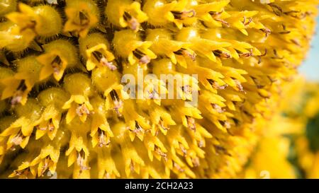 Vue macro des graines de tournesol. Champ de tournesol et tournesol jaune en fleur. Papier peint d'été brillant avec des tournesols, des jaunes et des verts éclatants. Banque D'Images