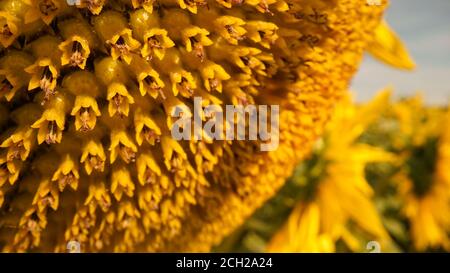 Vue macro des graines de tournesol. Champ de tournesol et tournesol jaune en fleur. Papier peint d'été brillant avec des tournesols, des jaunes et des verts éclatants. Banque D'Images