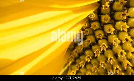 Vue macro des graines de tournesol. Champ de tournesol et tournesol jaune en fleur. Papier peint d'été brillant avec des tournesols, des jaunes et des verts éclatants. Banque D'Images