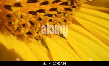 Vue macro des graines de tournesol. Champ de tournesol et tournesol jaune en fleur. Papier peint d'été brillant avec des tournesols, des jaunes et des verts éclatants. Banque D'Images