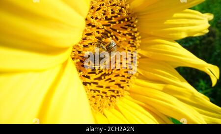 Abeille recouverte de pollen collectant le nectar et le pollen du tournesol jaune. Macro-métrage d'abeille recouverte de pollen. Banque D'Images