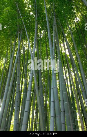 Kyoto / Japon - 22 juin 2018 : la lumière du soleil coule à travers la forêt de bambous de Sagano dans le district d'Arashiyama à Kyoto. Banque D'Images