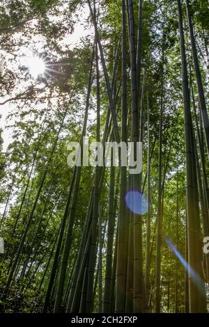 Kyoto / Japon - 22 juin 2018 : la lumière du soleil coule à travers la forêt de bambous de Sagano dans le district d'Arashiyama à Kyoto. Banque D'Images