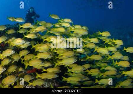 D'énormes groupes de grunts français (Haemulon flavolineatum) Sur le site de plongée One Step Beyond au large de Sint Maarten Banque D'Images