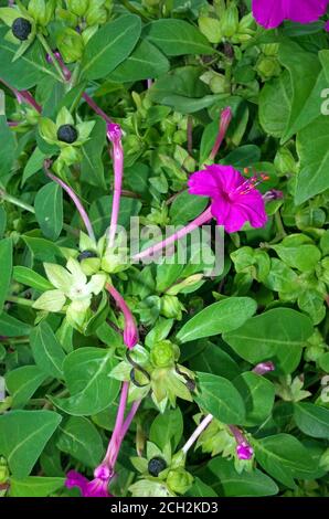 Mirabilis Jalapa (fleur de quatre heures) gros plan Banque D'Images